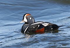 Harlequin Duck